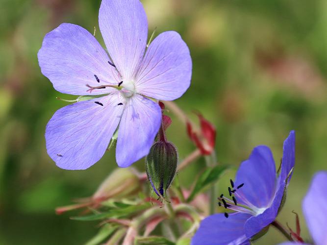 Pro Flora 3 - Damp Soils